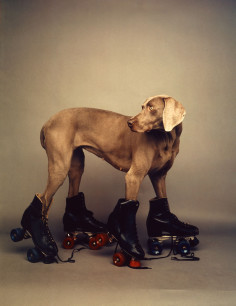 WILLIAM WEGMAN 5