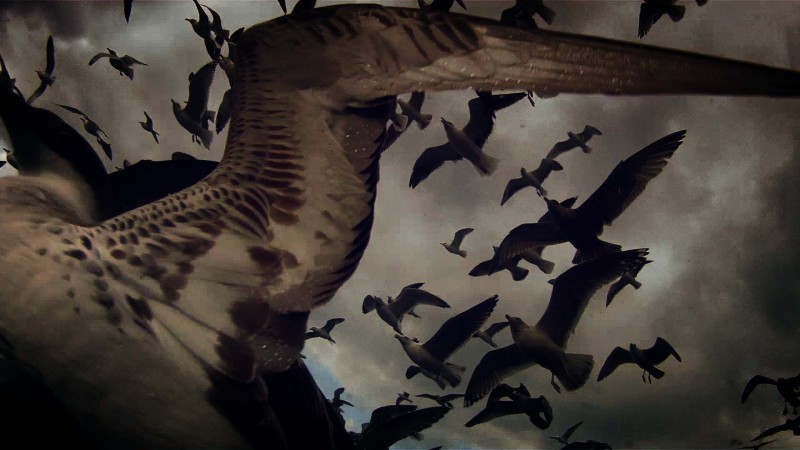 Lucien Castaing-Taylor  Verena Paravel Leviathan