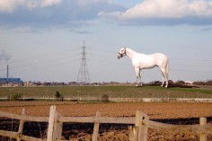 MARK WALLINGER 50-METRE TALL WHITE HORSE