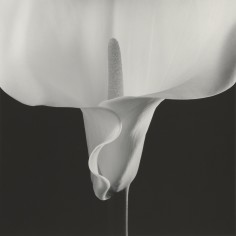 ROBERT MAPPLETHORPE 21