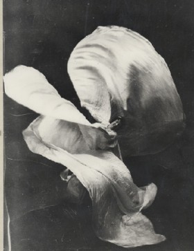 LOIE FULLER – highlike